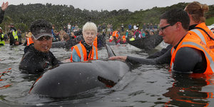 Menschen in Warnwesten lassen einen Wal ins Wasser