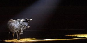 Ein schwarzer Stier in einer dunklen Arena wird angeleuchtet von einem Lichtkegel