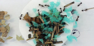 Ameisen auf einem Haufen von Material, darunter ein zerpflückter Schwamm