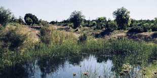 Ein Teil des Sees auf der Plantage. An den Ufern wächst Schilf