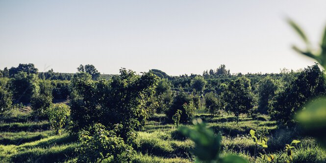 Blick auf die Plantage mit ihren vielen, verstreut stehenden Bäumen