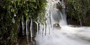 Ein vereister Wasserfall, drumrum Moss und Pflanzen