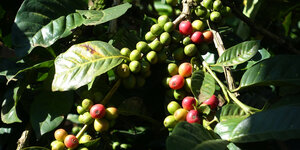 Grüne und rote Kaffeebohnen zwischen grünen Blättern