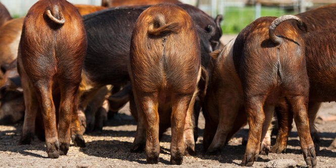 Drei Schweine mit braunem Fell sind von hinten zu sehen