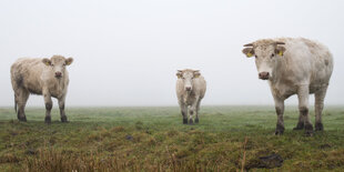 Kühe auf einer Wiese