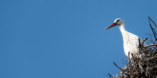 Storch im Himmel