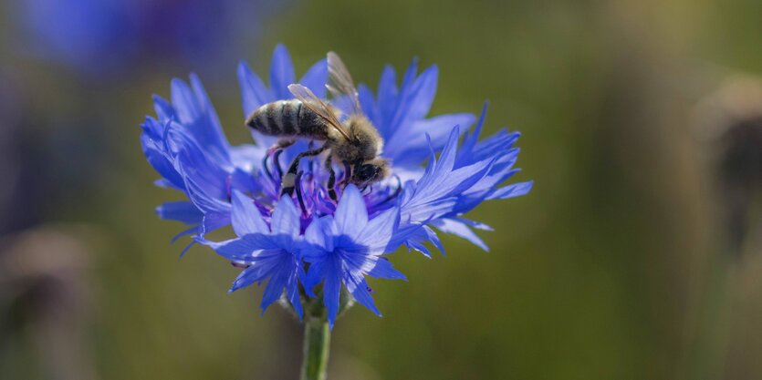 Eine Biene saugt in einer violetten Blüte