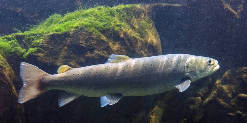 Ein silber-grauer Forellenfisch schwimmt von links nach rechts im klaren Wasser. Hinter ihm befindet sich ein von Seegras bewachsener Felsen.