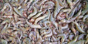 Ungekochte Shrimps