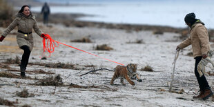 Zwei Frauen am Strand haben einen kleinen Tiger an der Leine