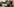 Eine Pflegerin zeigt zwei Orang Utans auf dem Computer Bilder von Artgenossen