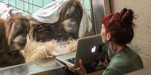 Eine Pflegerin zeigt zwei Orang Utans auf dem Computer Bilder von Artgenossen