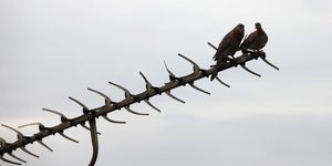Zwei Vögel auf einer Antenne