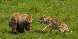 Ein Wolf greift einen jungen Bären an