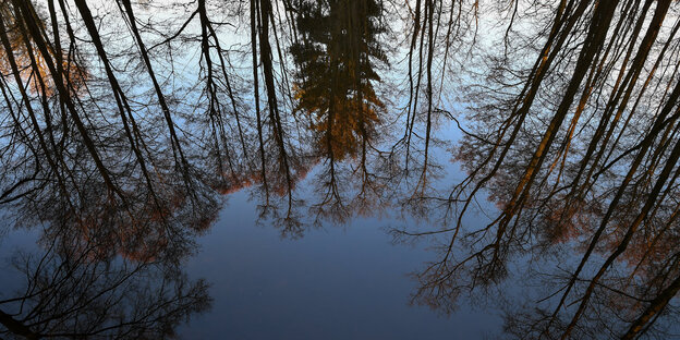 Spiegelung von Bäumen in Waldsee