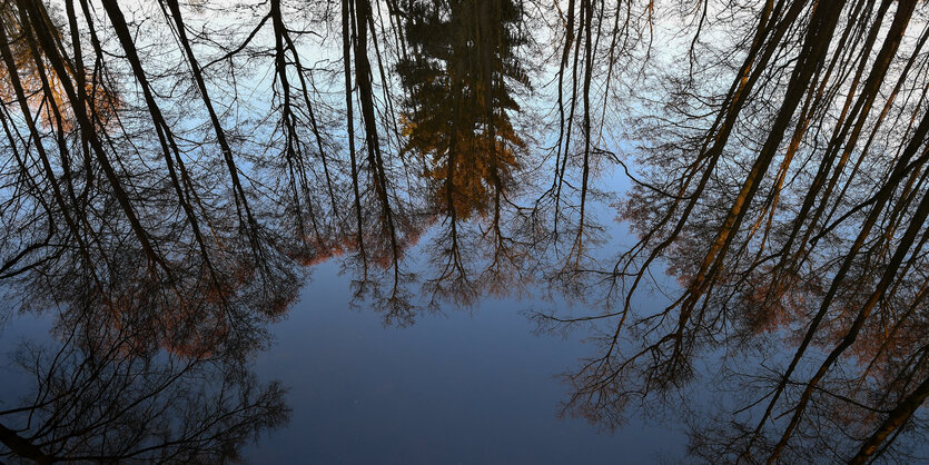 Spiegelung von Bäumen in Waldsee