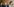 Jörgen Meuthen, Albrecht Glaser und Frauke Petry blicken nach rechts