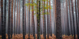 Eine Birke steht einsam in einem Wald