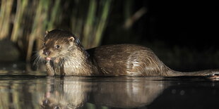 Ein Fischotter steht im Wasser und hat einen Fisch im Mund