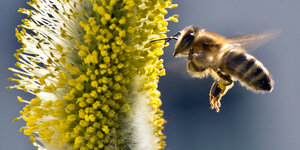 Eine Biene fliegt auf eine Blume zu