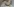 junge Katze mit großen Augen