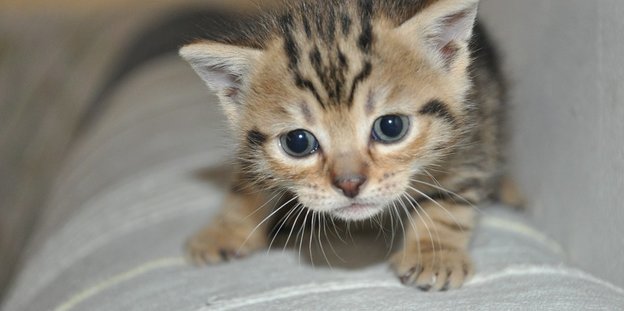 junge Katze mit großen Augen