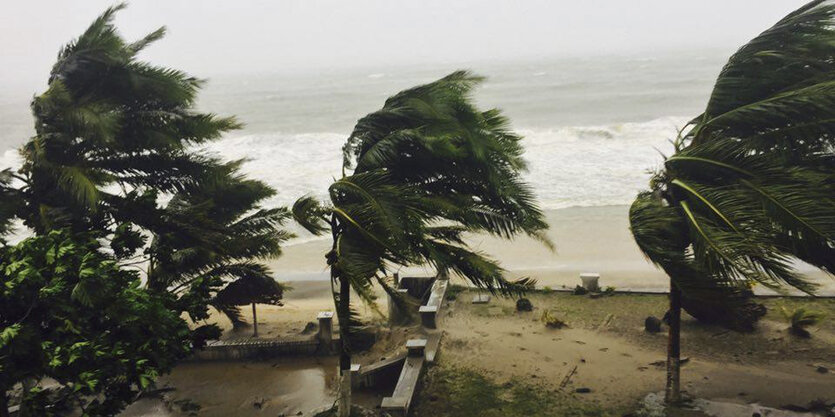 Palmen an einem Strand biegen sich im Wind