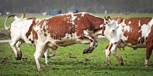 Eine rot-weiß-gefleckte Kuh springt auf der Weide