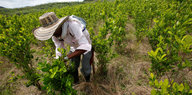 Ein Bauer auf einer Koka-Plantage
