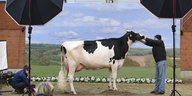 Eine Kuh beim Fotografen