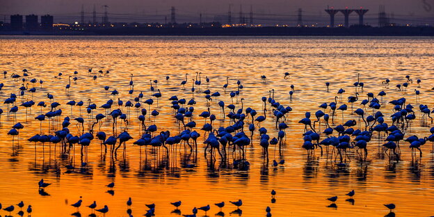 Die Umrisse von Flamingos bei Sonnenuntergang vor der Silhouette von Kuwait City