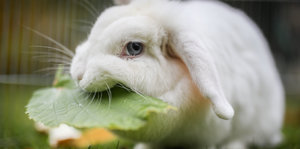 Nahaufnahme von weißem Kaninchen mit Haselblatt