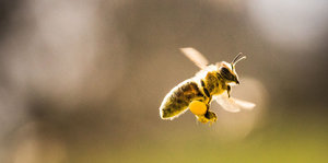 Eine Biene in der Luft