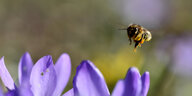 Biene kurz vor der Landung auf einer Blühte
