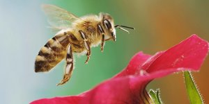 Eine Biene ist kurz davor, auf einer Blühte zu landen