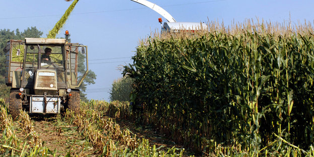 Traktor erntet Mais auf einem Acker
