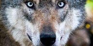 Ein Wolf schaut Dich an