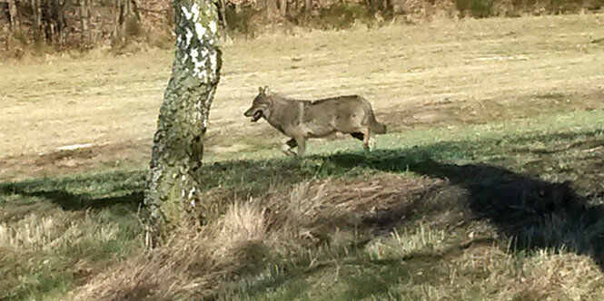 Foto eines wildlebenden Wolfs