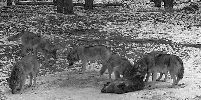 Wölfe haben ein Wildschwein gerissen