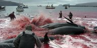 In einer Bucht liegen blutende Wale. Fischer stehen um sie herum