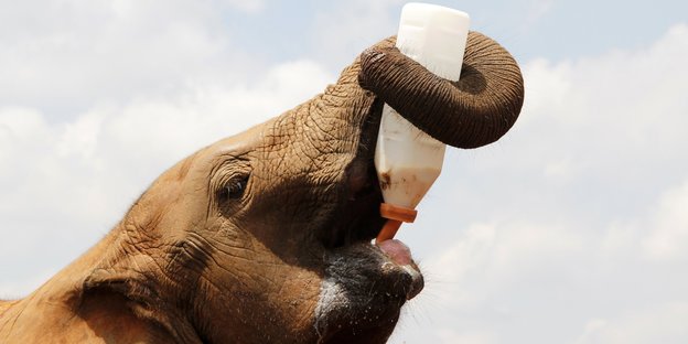 Ein Elefant trinkt aus einer Flasche