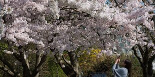 Baum mit Blüten