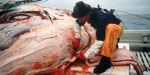 Ein Mann schlachtet einen gefangenen Wal aus