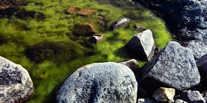 Steine am Wasser mit Algen