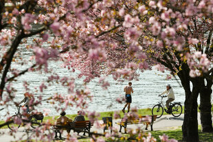 blühende Bäume an einem Flussufer