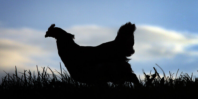 Ein Huhn läuft durch das Gras, im Hintergrund blauer Himmel mit einigen Wolken