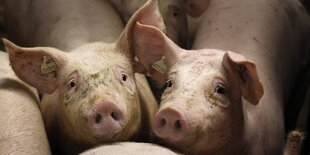 Zwei Schweine schauen in die Kamera, um sie herum stehen weitere Schweine