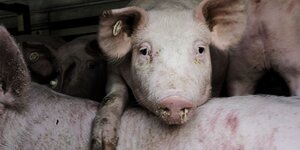 Ein Schwein legt im Transporter Fuß und Kopf auf dem Rücken eines anderen Schweins ab