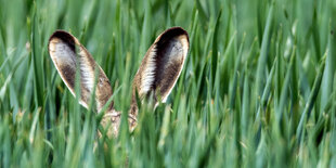 Hasenohren in einer Wiese