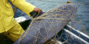 Ein kleiner Schweinswal wird in einem Fischernetz von einem Menschen in gelbem Regenanzug aus dem Wasser gezogen